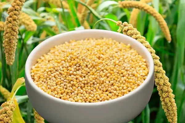 Foxtail Millet