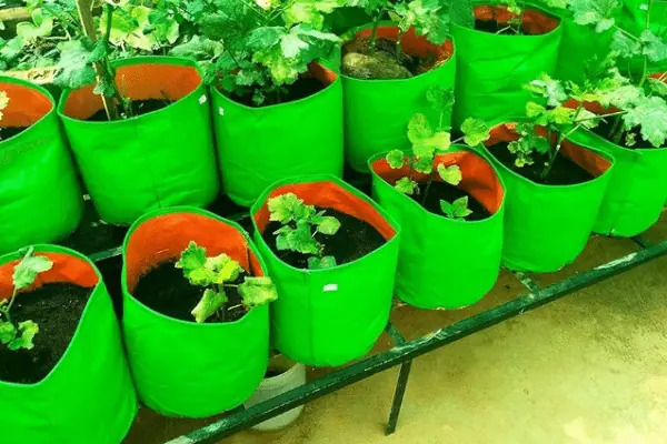 Grow Bags