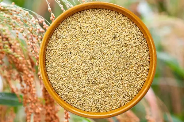 Proso Millet