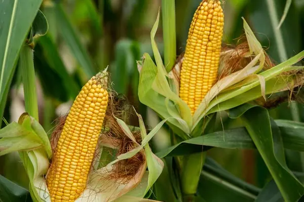 Maize type